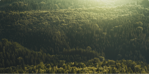 Étendue de forêt