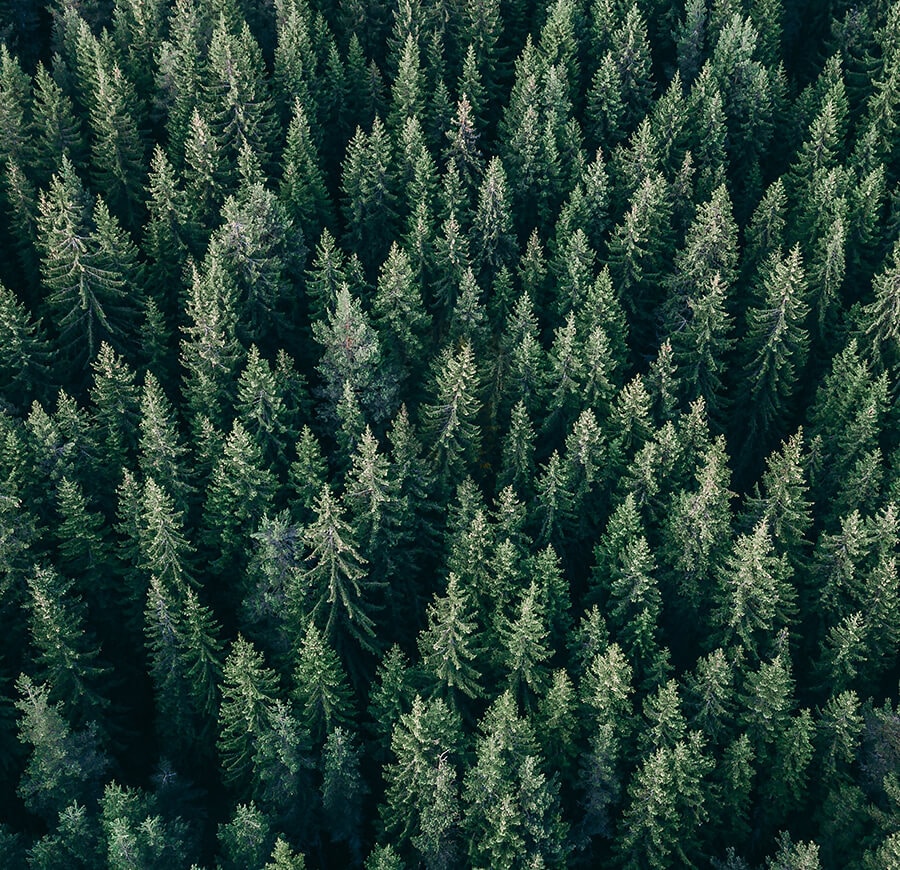 Forêt vue du ciel