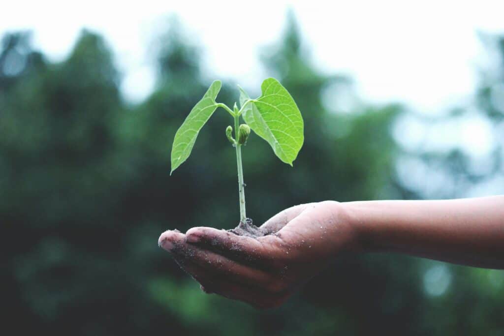 Main tenant une jeune pousse, représentant l'engagement environnemental dans la nature.