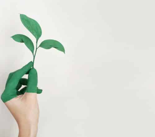 Main peinte en vert tenant une pousse, illustrant un engagement environnemental créatif.