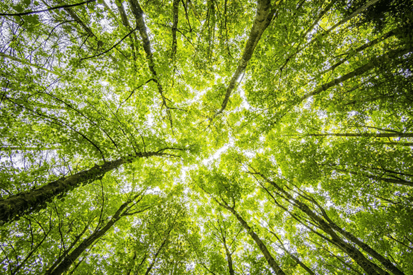A forest representing the importance of FSC certification for ecosystem preservation