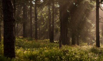 image d’une forêt illustrant l’écoresponsabilité.